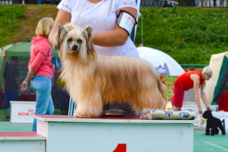 китайская хохлатая собака