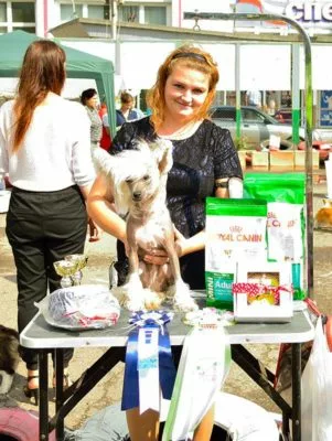 китайская хохлатая собака