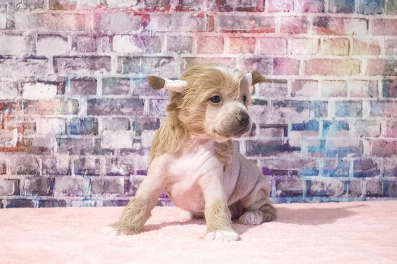 щенок китайской хохлатой